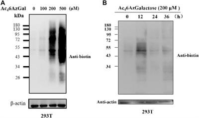 The Metabolic Chemical Reporter Ac46AzGal Could Incorporate Intracellular Protein Modification in the Form of UDP-6AzGlc Mediated by OGT and Enzymes in the Leloir Pathway